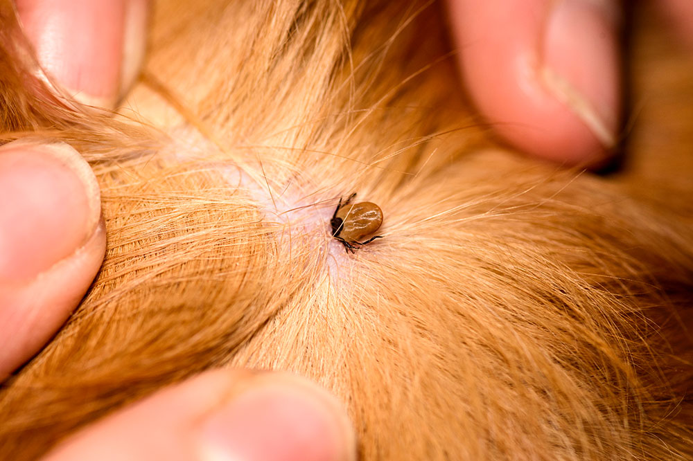 4 Natural Remedies to Eliminate Fleas and Ticks