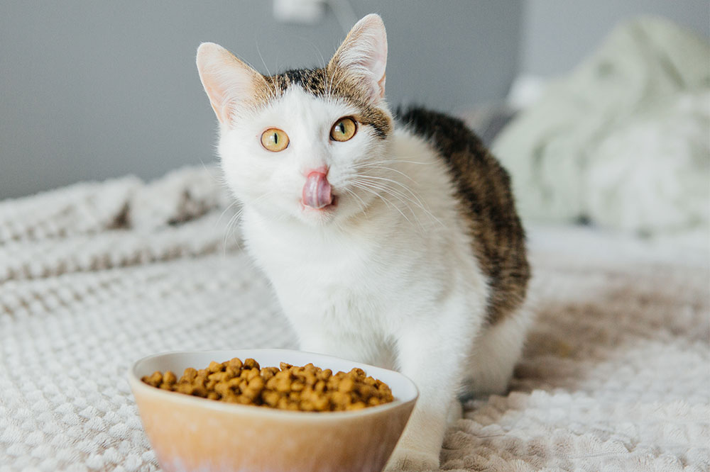 4 Ways to Help Cats Eat Healthy