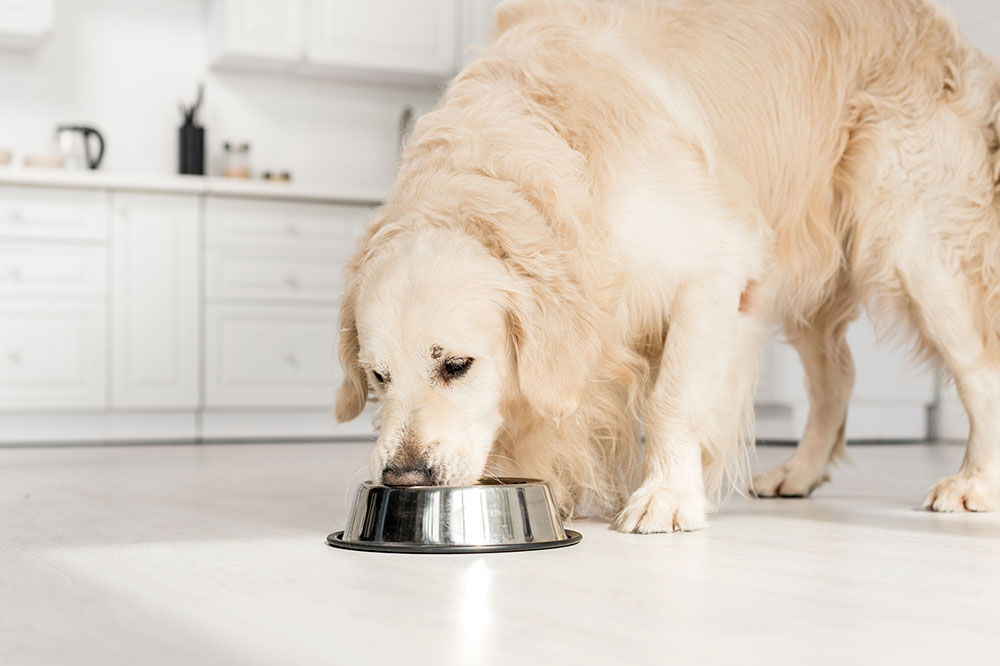 8 Healthy Eating Tips for Dogs